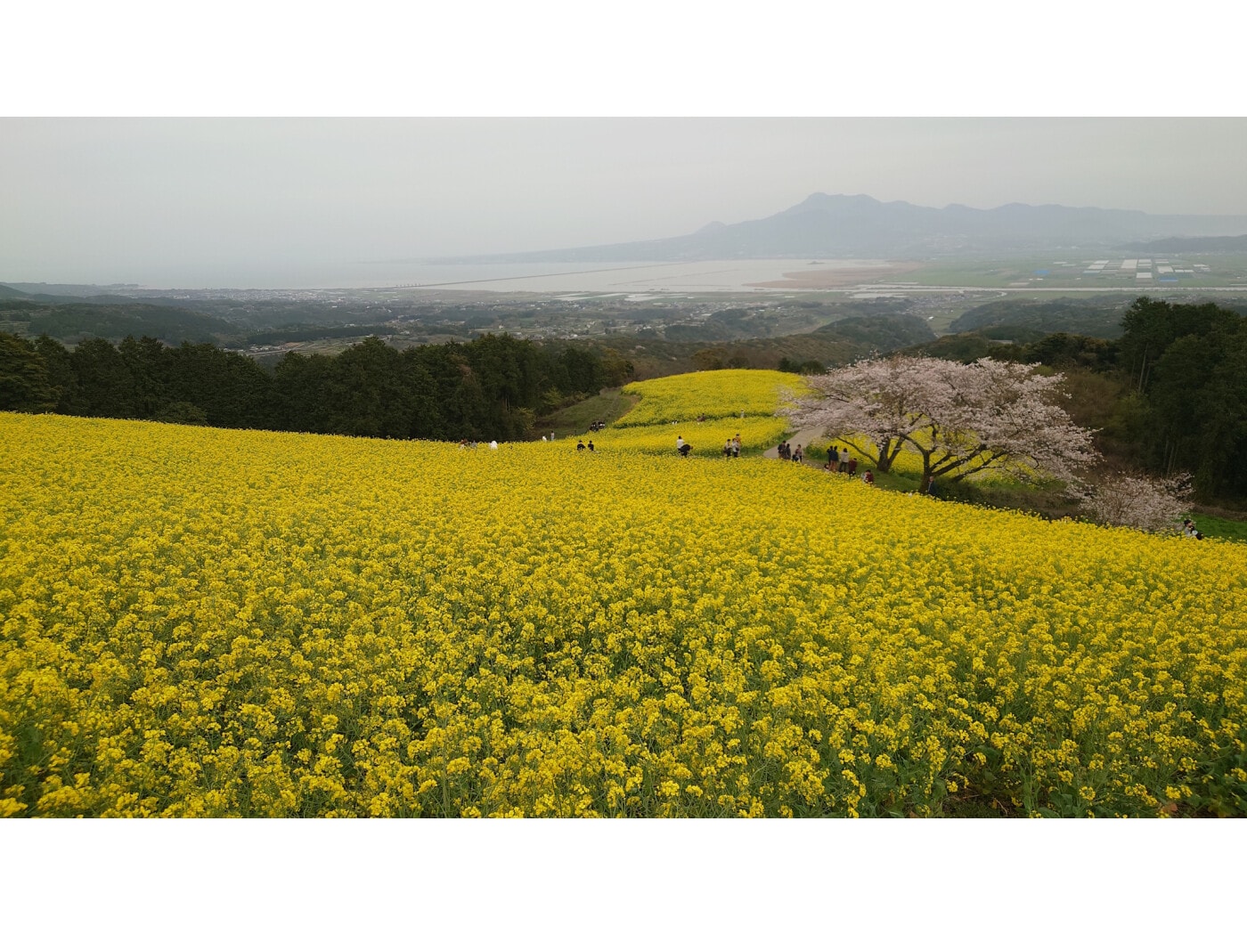 一度は見たい春の絶景！ 海と山を背景に10万本の菜の花と桜が咲き誇る