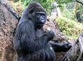 あなたの携帯電話で、ゴリラを救うのだ！