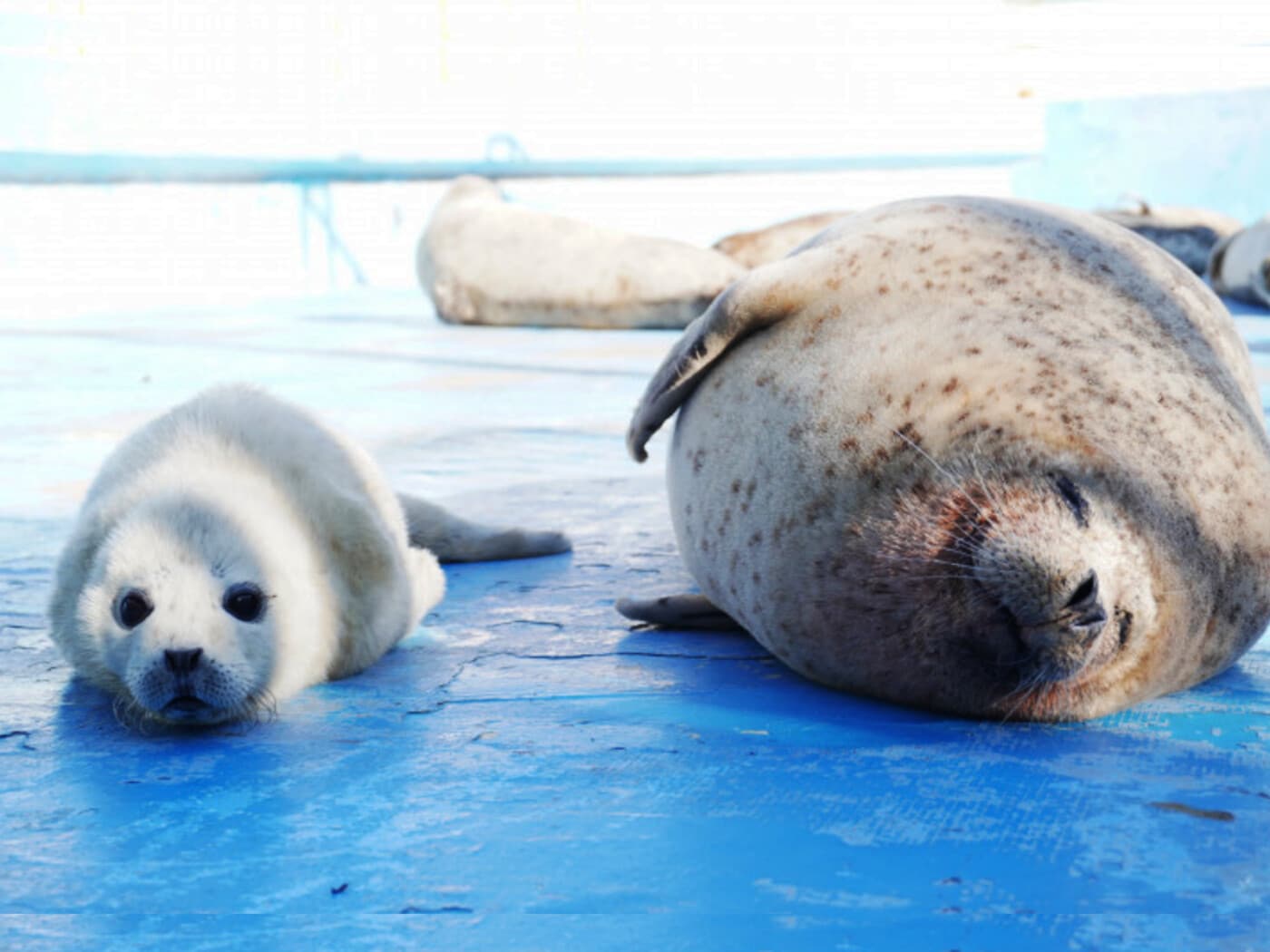 赤ちゃんアザラシのポポ＆ライにキュン！ 日本最北・ノシャップ寒流