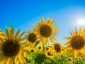 熱中症で入院！そのとき保険は使える？知らないと損する備えの話