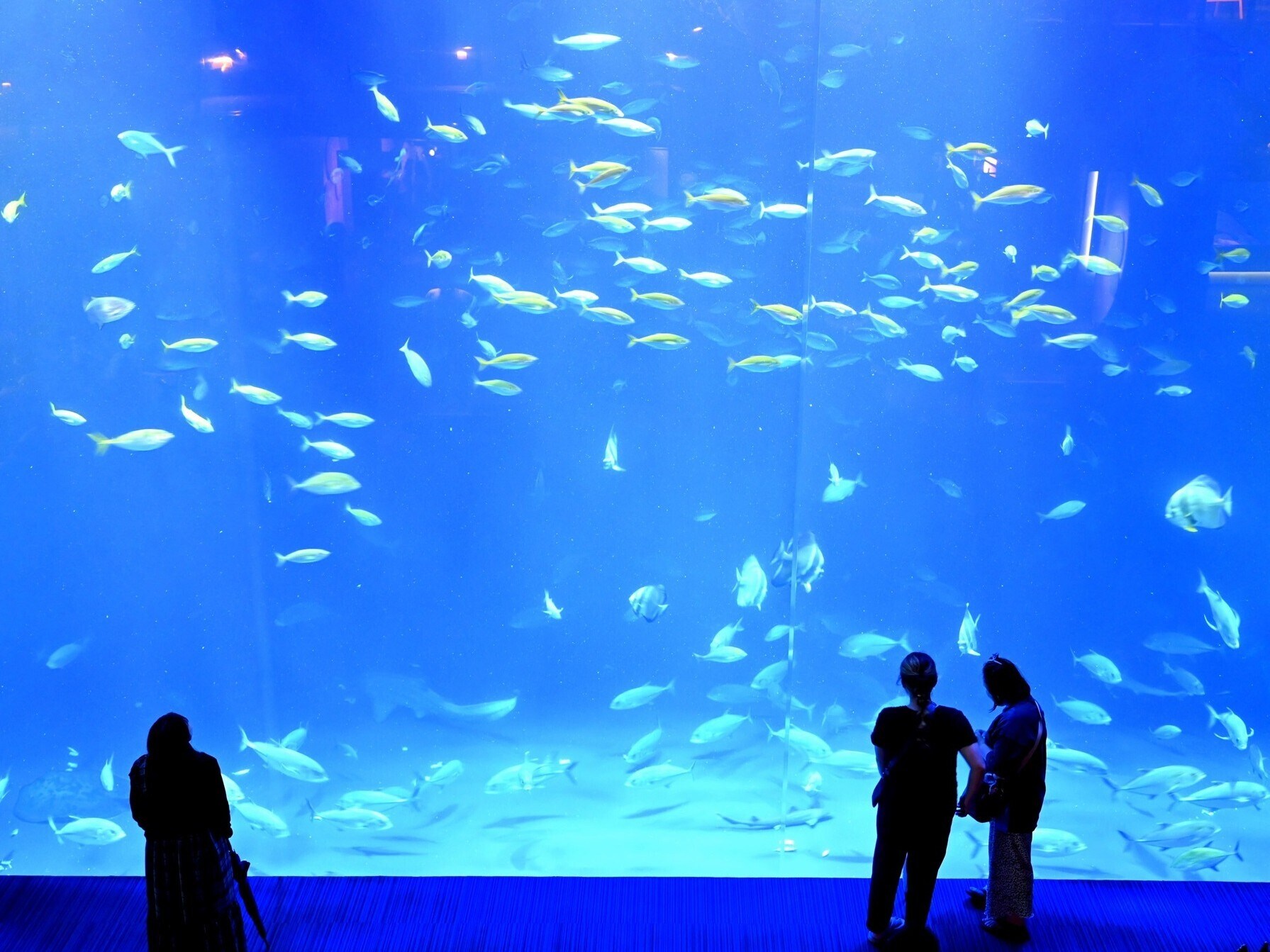 涼感が欲しい夏！ 香川の最新“映え”スポット「四国水族館」「休暇村