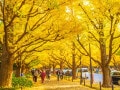 関東地方で人気の紅葉スポットランキング！ 2位は「明治神宮外苑」、1位は？【専門家のおすすめも】