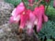 信州の花の名所ガイド　高山植物の女王駒草が満開です！