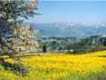 飯山市菜の花公園の菜の花が見頃です！