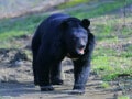 「まさか東京の庭で……」味を覚えたら“クマの執着”が始まる。食べ物を求める習性を防ぐ絶対的対策