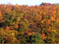 錦彩なす秘境秋山郷の紅葉ガイド