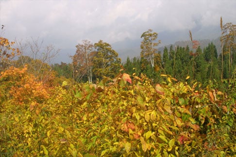信州秋山郷！紅葉写真紀行