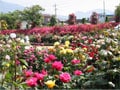 信州一！中野市のバラまつり！開幕！