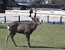 ｢鹿男あをによし｣の舞台、奈良の旅のススメ
