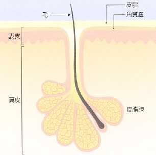 毛穴