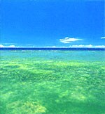 海