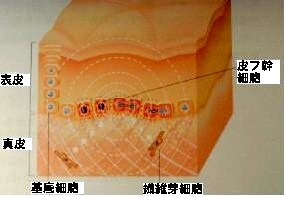 皮膚構造