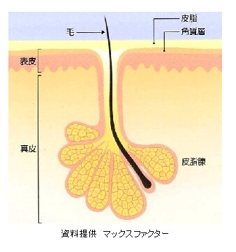 皮肌造