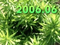 資格カレンダー2006年６月