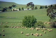 Sheep station