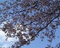 まだ間に合う、今年最後の花見は草津で！　今年最後の桜を愛でよう