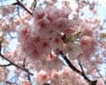 都心から1時間　心誘う幻の安行桜