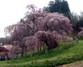 【福島】神が宿る神秘の滝桜を愛でよう