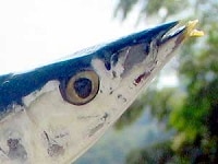 サンマの口先
