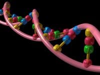 肌老化のカギは遺伝子にあり！