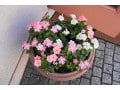 旅行中の植物の水やり！保水材などアイテムを駆使して手入れしよう