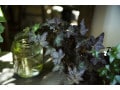 アイビーが増えすぎて困る！観葉植物「アイビー」の切り戻し方