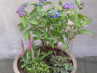 ヤマアジサイのシックな寄せ植え