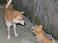 大阪くらしの今昔館でお正月・初詣を楽しむ