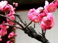 梅の名所・大阪天満宮「梅まつり」を味わう