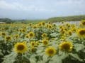 明野のひまわり畑と清里・清泉寮へ【山梨】