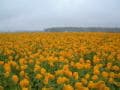 もう一つの「明野のひまわり」を見に行こう