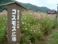 秋桜いっぱい！佐久・コスモス街道【長野】