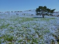 ひたち海浜公園のネモフィラ畑！ 青一色に染まる丘
