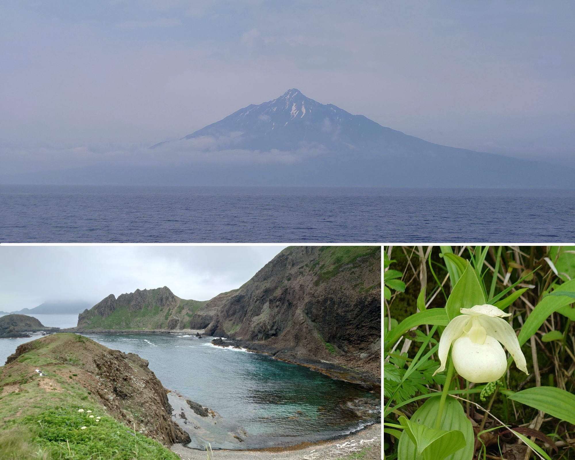 稚内からフェリーで2時間弱。さいはての花の島「利尻島」と「礼文島