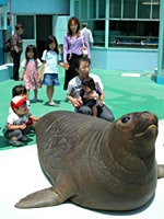 二見シーパラダイス・アザラシにタッチ