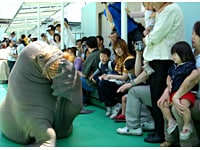 二見シーパラダイス・セイウチコミックショー