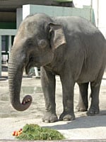 アジアゾウ