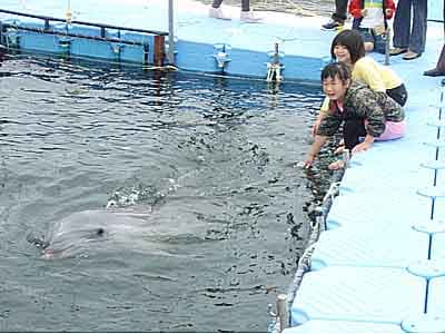 イルカ生簀