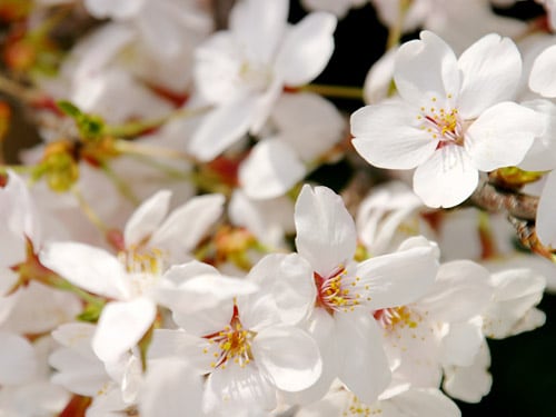 桜シーズン到来！ 中学英語で「お花見」
