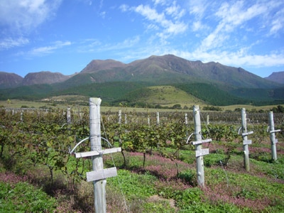 くじゅう高原育ちの乳製品とワインに出合う