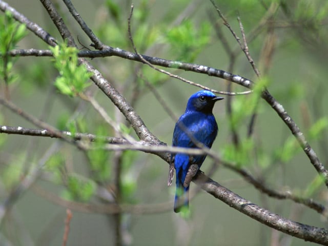 墓石をつかわない個人墓～樹木葬～