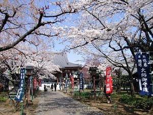 開花直前！東京の秘密のお花見寺を大公開