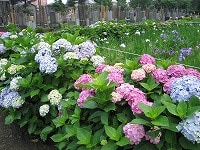 お江戸の人気寺でアジサイと落語を楽しもう