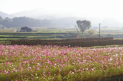 日本最古のとっておきの寺で、秋のお花見