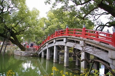 1月中旬から咲き始め。太宰府天満宮の飛梅