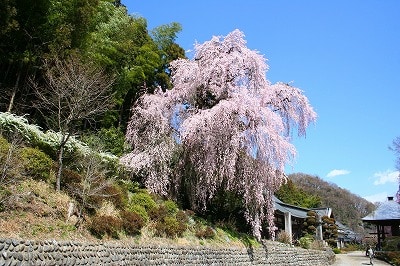 まだ間に合う、東京の奥座敷青梅でお花見