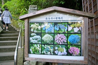 鎌倉、初夏の花めぐり。長谷寺と光則寺