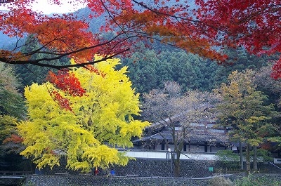 青梅と御岳で紅葉と寺巡り、きき酒を楽しむ