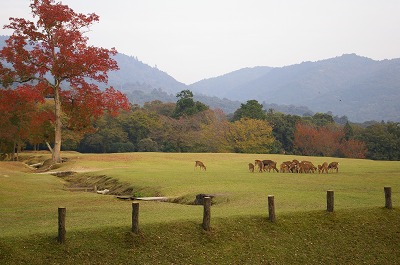10月～11月の奈良、イベントとお勧めツアー