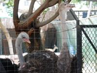 ドバイ動物園